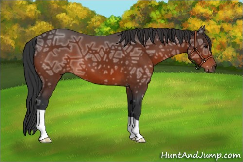 Horse Color:Bay Ice 