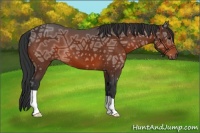 Horse Color:Bay Ice 