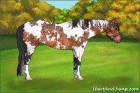 Horse Color:White Spotted Bay Ice 