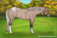 Horse Color:Silver Brown Ice Roan Dun Appaloosa 