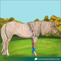 Horse Color:Red Roan 