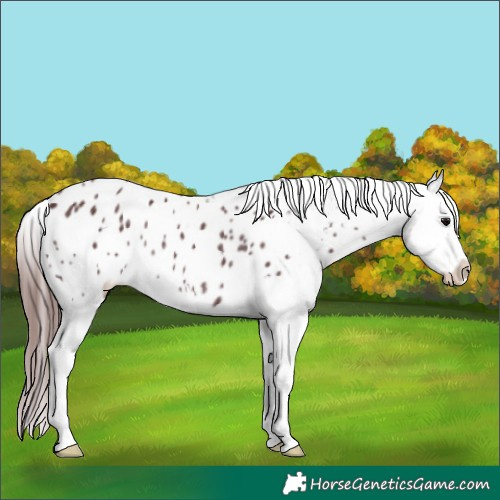 Horse Color:Chocolate Black Splash Appaloosa Rabicano 