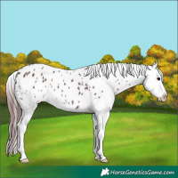 Horse Color:Chocolate Black Splash Appaloosa Rabicano