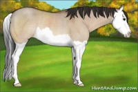 Horse Color:Bay Dun Splash Rabicano 