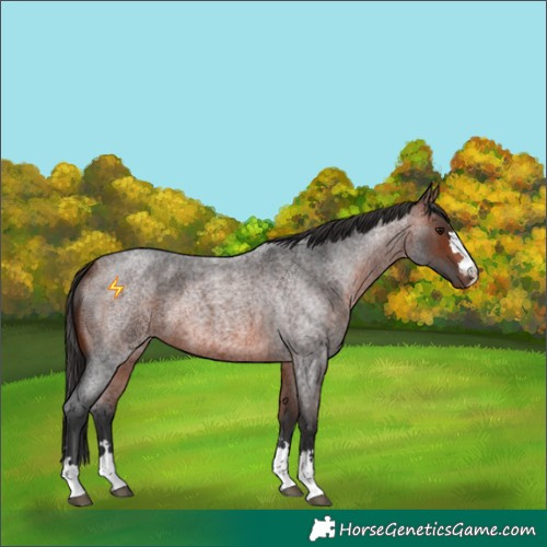 Horse Color:Bay Roan 