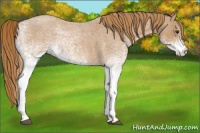 Horse Color:White Spotted Red Roan 
