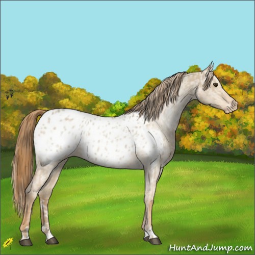 Horse Color:Red Dun Appaloosa  and Red Dun Appaloosa 
