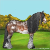Horse Color:White Spotted Brown Roan Frame 
