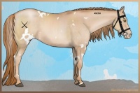 Horse Color:White Spotted Chestnut Pearl 