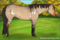 Horse Color:White Spotted Buckskin Dun 