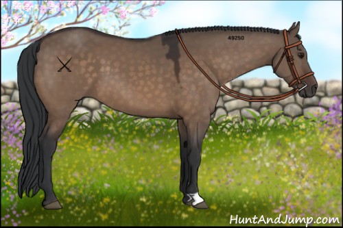 Horse Color:Brown Dun 