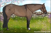 Horse Color:Brown Dun 