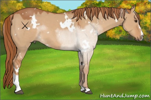 Horse Color:White Spotted Red Dun Sabino 