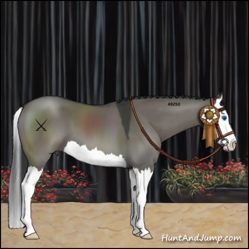 Horse Color:Grullo Splash 