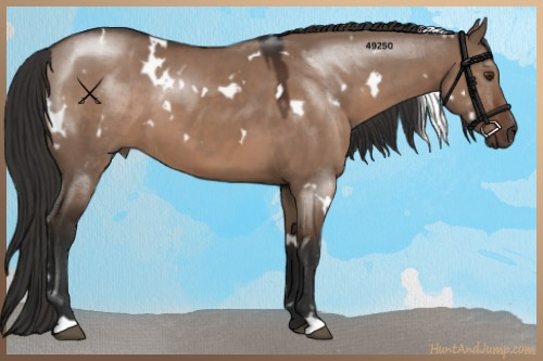Horse Color:White Spotted Liver Red Dun 