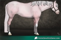 Horse Color:Platinum Chocolate Palomino Pearl Dun Tobiano Rabicano Brindle 