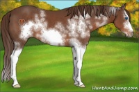 Horse Color:White Spotted Liver Chestnut Splash Frame 
