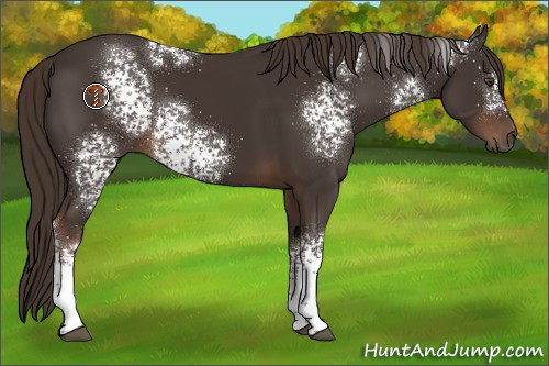 Horse Color:White Spotted Liver Chestnut 