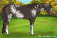 Horse Color:White Spotted Liver Chestnut 