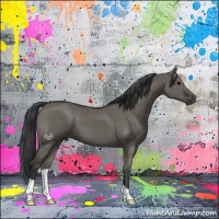 Horse Color:Grullo
