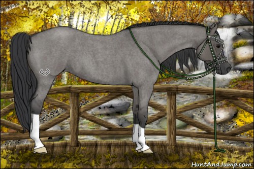 Horse Color:Grullo Roan 