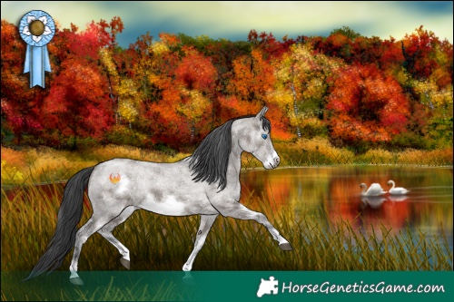Horse Color:White Spotted Grullo Sabino Frame Rabicano 