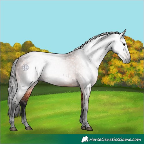 Horse Color:Gray Bay 