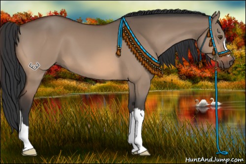 Horse Color:Brown Dun 