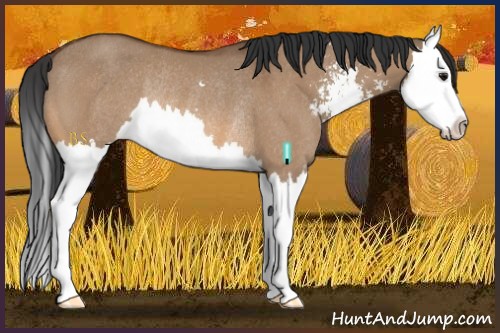 Horse Color:Bay Dun Sabino Splash Rabicano 