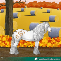 Horse Color:Chocolate Palomino Dun Mushroom Tobiano Appaloosa Rabicano 