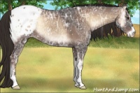 Horse Color:Liver Red Onyx Ice Sabino Appaloosa