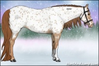 Horse Color:Red Dun Appaloosa Rabicano 