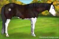 Horse Color:Midnight Bay Splash 