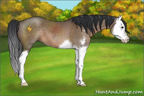 Horse Color:Brown Dun Sabino Splash 