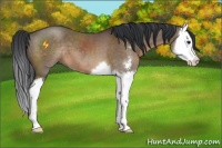 Horse Color:Brown Dun Sabino Splash