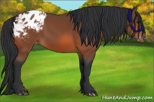 Horse Color:Bay Appaloosa 