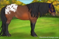 Horse Color:Bay Appaloosa 