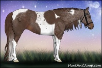 Horse Color:Liver Chestnut Tobiano 
