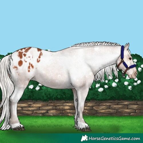 Horse Color:White Spotted Silver Bay Appaloosa 