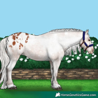 Horse Color:White Spotted Silver Bay Appaloosa 