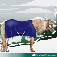 Horse Color:White Spotted Red Dun Rabicano