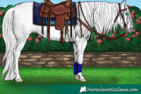 Horse Color:Gray White Spotted Silver Black Splash Rabicano 