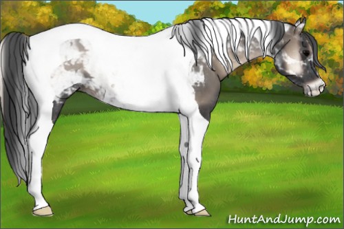 Horse Color:Blue Onyx Tobiano 