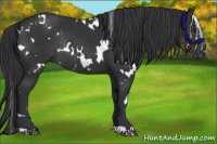 Horse Color:White Spotted Black Rabicano 