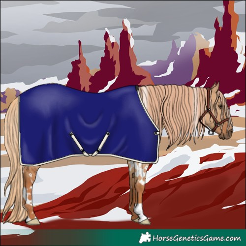 Horse Color:White Spotted Red Dun Rabicano 