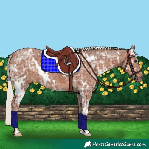 Horse Color:White Spotted Silver Black Ice Rabicano