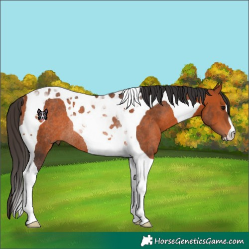 Horse Color:Bay Tobiano Rabicano 