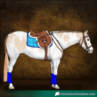 Horse Color:White Spotted Red Dun Sabino