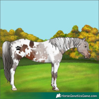 Horse Color:White Spotted Liver Chestnut 