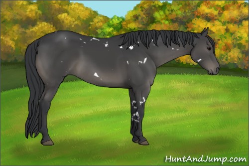 Horse Color:White Spotted Black 